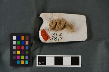 Media type: image;   Vertebrate Paleontology VPM-3812 Description: Photograph of a tooth in occlusal view of MCZ VPM-3812, Tomarctus canavus.;  Aspect: occlusal